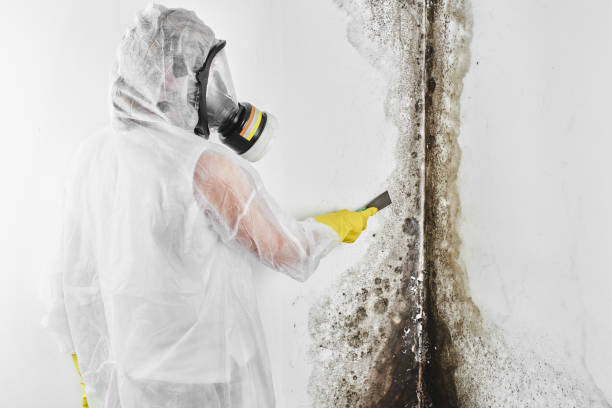 Best Mold Testing and Inspection Services in Franklin Park, NJ