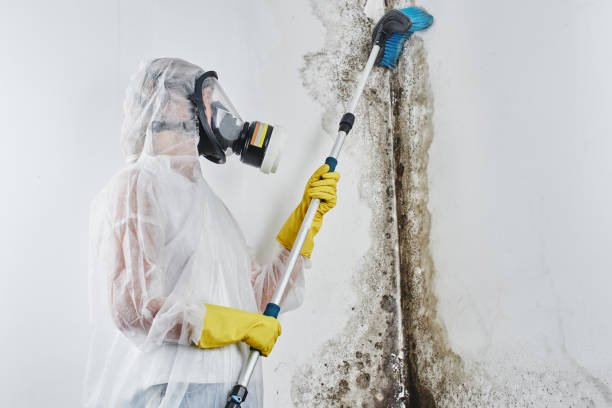 Best Post-Flood Mold Remediation in Franklin Park, NJ