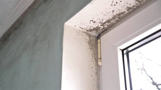 Best Kitchen Mold Remediation in Franklin Park, NJ