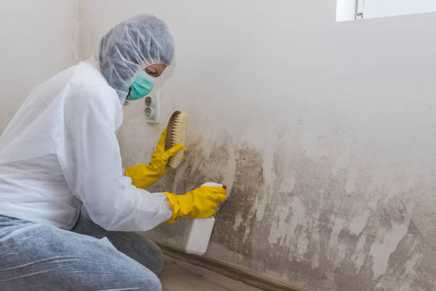 Best DIY Mold Remediation Support Services in Franklin Park, NJ