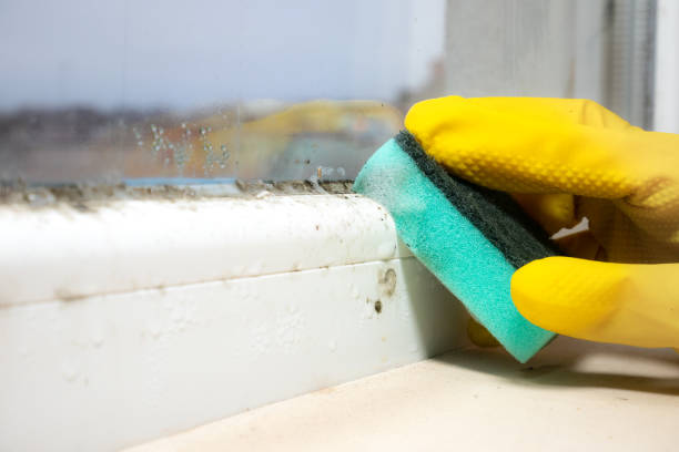 Best Residential Mold Remediation in Franklin Park, NJ