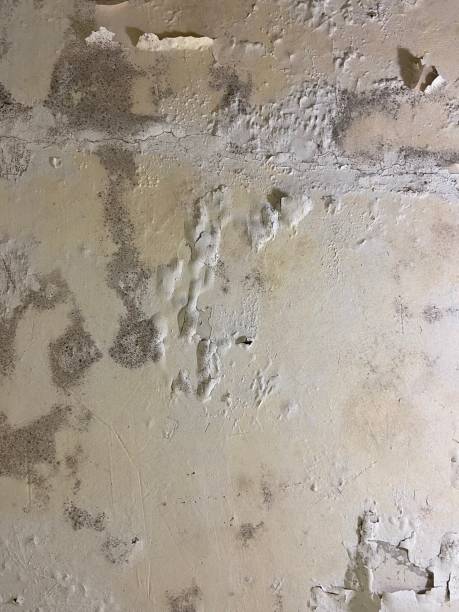 Reliable Franklin Park, NJ Mold Remediation Solutions