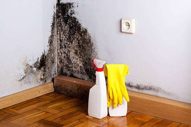 Best Preventive Mold Services in Franklin Park, NJ